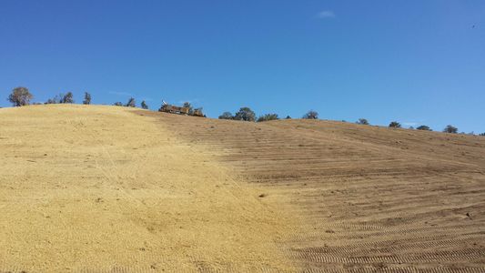 Revegetative Seeding
