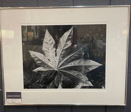 IMG_9333.jpeg