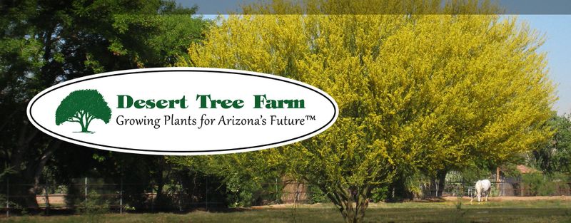 Desert Tree Farm Whole Nursery Desert Tree Farm Whole Nursery